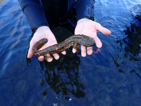 First zoo-raised Ozark hellbender successfully reproduces in the wild